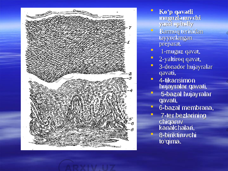  Kо‘p qavatli Kо‘p qavatli muguzlanuvchi muguzlanuvchi yassi epiteliyyassi epiteliy  Barmoq terisidan Barmoq terisidan tayyorlangan tayyorlangan preparat.preparat.  1-muguz qavat, 1-muguz qavat,  2-yaltiroq qavat, 2-yaltiroq qavat,  3-donador hujayralar 3-donador hujayralar qavati,qavati,  4-tikansimon 4-tikansimon hujayralar qavati,hujayralar qavati,  5-bazal hujayralar 5-bazal hujayralar qavati, qavati,  6-bazal membrana,6-bazal membrana,  7-ter bezlarining 7-ter bezlarining chiqaruv chiqaruv kanalchalari, kanalchalari,  8-biriktiruvchi 8-biriktiruvchi tt оо ‘qima.‘qima. 