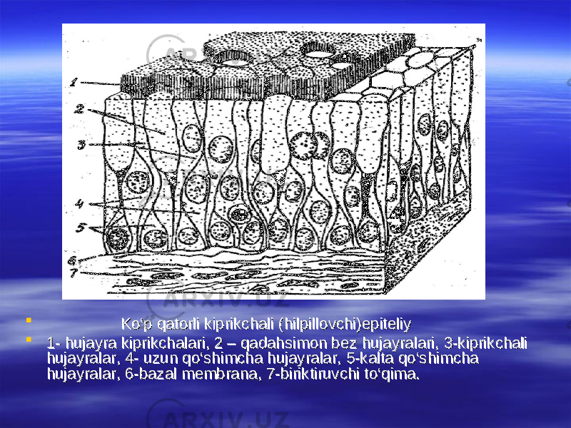  KK оо ‘p qatorli kiprikchali (hilpillovchi)epiteliy‘p qatorli kiprikchali (hilpillovchi)epiteliy  1- hujayra kiprikchalari, 2 – qadahsimon bez hujayralari, 3-kiprikchali 1- hujayra kiprikchalari, 2 – qadahsimon bez hujayralari, 3-kiprikchali hujayralar, 4- uzun qhujayralar, 4- uzun q оо ‘shimcha hujayralar, 5-kalta q‘shimcha hujayralar, 5-kalta q оо ‘shimcha ‘shimcha hujayralar, 6-bazal membrana, 7-biriktiruvchi thujayralar, 6-bazal membrana, 7-biriktiruvchi t оо ‘qima. ‘qima. 