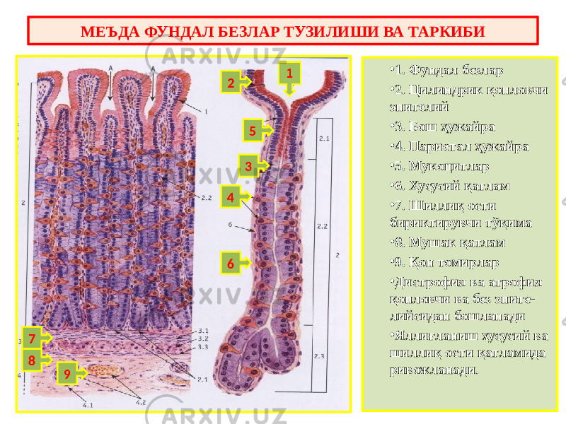 МЕЪДА ФУНДАЛ БЕЗЛАР ТУЗИЛИШИ ВА ТАРКИБИ • 1. Фундал безлар • 2. Цилиндрик қопловчи эпителий • 3. Бош ҳужайра • 4. Париетал ҳужайра • 5. Мукоцитлар • 6. Хусусий қатлам • 7. Шиллиқ ости бириктирувчи тўқима • 8. Мушак қатлам • 9. Қон томирлар • Дистрофия ва атрофия қопловчи ва без эпите- лийсидан бошланади • Яллиғланиш хусусий ва шиллиқ ости қатламида ривожланади.2 3 4 5 6 7 8 9 