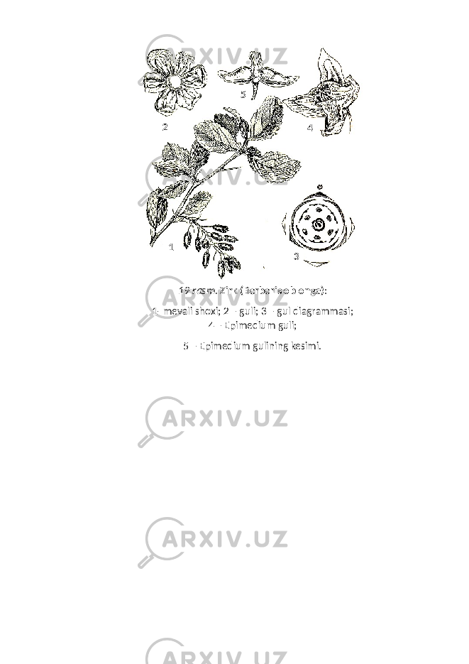 19-rasm . Zirk (Berberis oblonga ) : 1- mevali shoxi; 2 – guli; 3 – gul diagrammasi; 4 – Epimedium guli; 5 – Epimedium gulining kesimi.12 3 45 