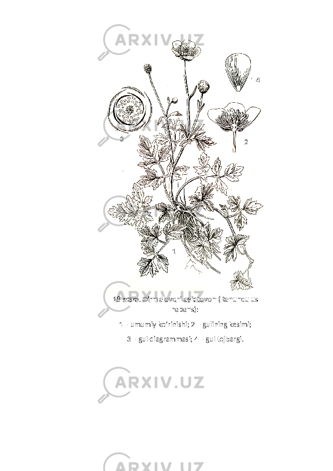 18-rasm . O‘ rmalovchi ayi q tovon (Ranunculus repens) : 1 – umumiy k o‘ rinishi; 2 – gulining kesimi; 3 – gul diagrammasi; 4 – gul tojbargi. 1 23 4 
