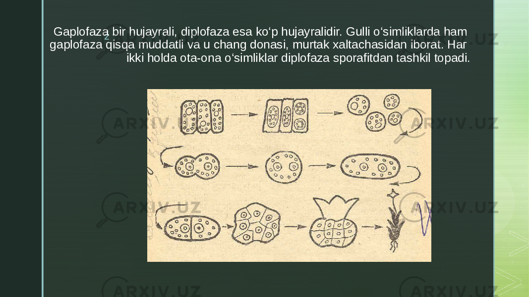 zGaplofaza bir hujayrali, diplofaza esa ko‘p hujayralidir. Gulli o‘simliklarda ham gaplofaza qisqa muddatli va u chang donasi, murtak xaltachasidan iborat. Наг ikki holda ota-ona o‘simliklar diplofaza sporafitdan tashkil topadi. 