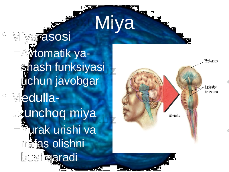 Miya • Miya asosi – Avtomatik ya- shash funksiyasi uchun javobgar • Medulla- uzunchoq miya – Yurak urishi va nafas olishni boshqaradi 