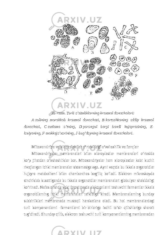  35-rasm. Turli o’simliklarning kraxmal donachalari: A-sulining murakkab kraxmal donachasi, B-kartoshkaning oddiy kraxmal donachasi, C-sutlama o’tning, D-yorongul bargi bandi hujayrasining, E- loviyaning, F-makkajo’xorining, J-bug’doyning kraxmal donachalari. Mitoxondriya va xloroplastlar o’rtasidagi o’xshashlik va farqlar Mitoxondriyalar membranalari bilan xloroplastlar membranalari o’rtasida ko’p jihatdan o’xshashliklar bor. Mitoxondriyalar ham xloroplastlar kabi kuchli rivojlangan ichki membranalar sistemasiga ega. Ayni vaqtda bu ikkala organoidlar hujayra metabolizmi bilan chambarchas bog’liq bo’ladi. Elektron mikroskopda sinchiklab kuzatilganda bu ikkala organoidlar membranalari globulyar shakldaligi ko’rinadi. Nafas olishda yoki fotosintezda elektronlarni tashuvchi fermentlar ikkala organoidlarning ichki membranalari tarkibiga kiradi. Membranalarning bunday subbirliklari membranada mustaqil harakatlana oladi. Bu hol membranalardagi turli komponentlarni -fermentlarni bir-birlariga izchil ta’sir qilishlariga sharoit tug’diradi. Shunday qilib, elektron tashuvchi turli komponentlarning membranadan 