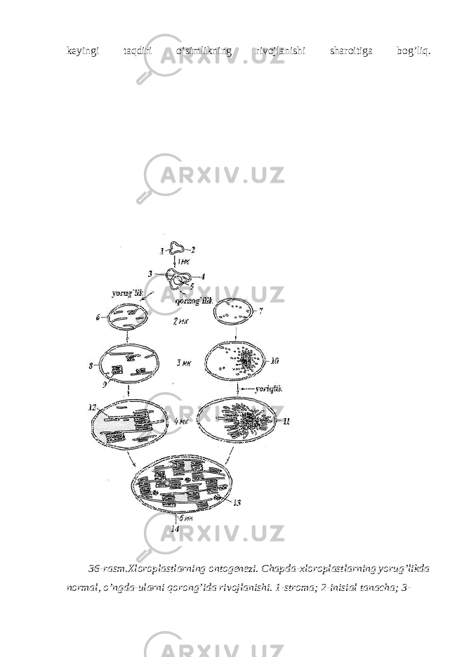 keyingi taqdiri o’simlikning rivojlanishi sharoitiga bog’liq. 36-rasm.Xloroplastlarning ontogenezi. Chapda-xloroplastlarning yorug’likda normal, o’ngda-ularni qorong’ida rivojlanishi. 1-stroma; 2-inisial tanacha; 3- 