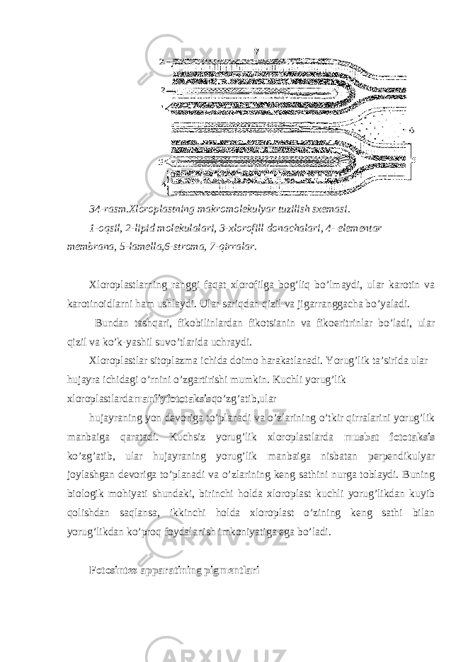 34-rasm.Xloroplastning makromolekulyar tuzilish sxemasi. 1-oqsil, 2-lipid molekulalari, 3-xlorofill donachalari, 4- elementar membrana, 5-lamella,6-stroma, 7-qirralar. Xloroplastlarning ranggi faqat xlorofilga bog’liq bo’lmaydi, ular karotin va karotinoidlarni ham ushlaydi. Ular sariqdan qizil va jigarranggacha bo’yaladi. Bundan tashqari, fikobilinlardan fikotsianin va fikoeritrinlar bo’ladi, ular qizil va ko’k-yashil suvo’tlarida uchraydi. Xloroplastlar sitoplazma ichida doimo harakatlanadi. Yorug’lik ta’sirida ular hujayra ichidagi o’rnini o’zgartirishi mumkin. Kuchli yorug’lik xloroplastlarda manfiyfototaksis qo’zg’atib,ular hujayraning yon devoriga to’planadi va o’zlarining o’tkir qirralarini yorug’lik manbaiga qaratadi. Kuchsiz yorug’lik xloroplastlarda musbat fototaksis ko’zg’atib, ular hujayraning yorug’lik manbaiga nisbatan perpendikulyar joylashgan devoriga to’planadi va o’zlarining keng sathini nurga toblaydi. Buning biologik mohiyati shundaki, birinchi holda xloroplast kuchli yorug’likdan kuyib qolishdan saqlansa, ikkinchi holda xloroplast o’zining keng sathi bilan yorug’likdan ko’proq foydalanish imkoniyatiga ega bo’ladi. Fotosintez apparatining pigmentlari 