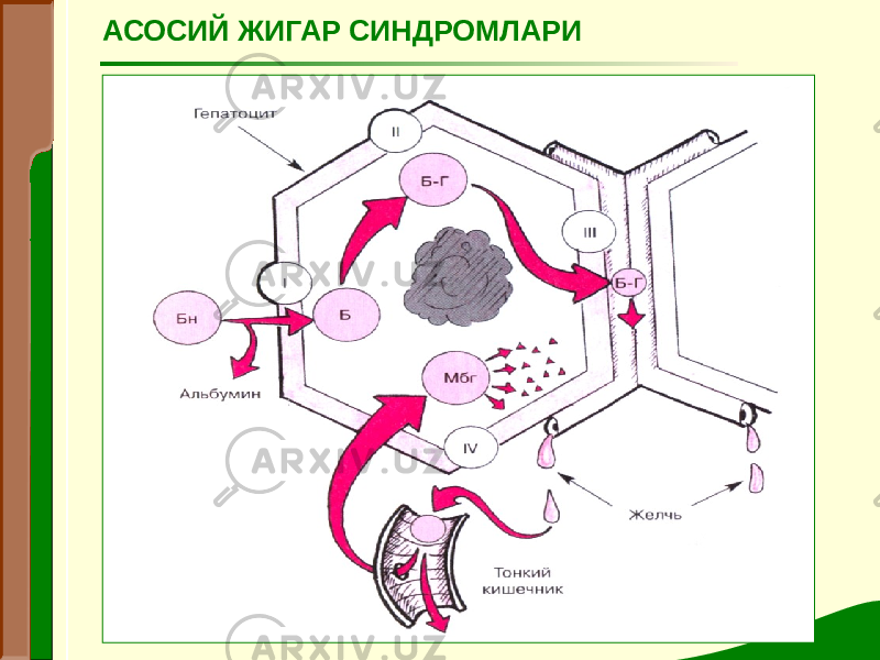 АСОСИЙ ЖИГАР СИНДРОМЛАРИ 