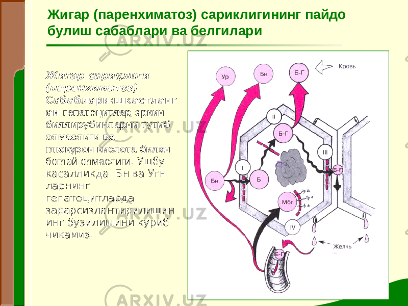 Жигар сариқлиги (паренхиматоз) Сабаблари:шкастланг ан гепатоцитлар эркин биллирубинларни тутиб олмаслиги ва глюкурон кислота билан боглай олмаслиги. Ушбу касалликда Бн ва Угн ларнинг гепатоцитларда зарарсизлантирилишин инг бузилишини куриб чикамиз. Жигар (паренхиматоз) сариклигининг пайдо булиш сабаблари ва белгилари 