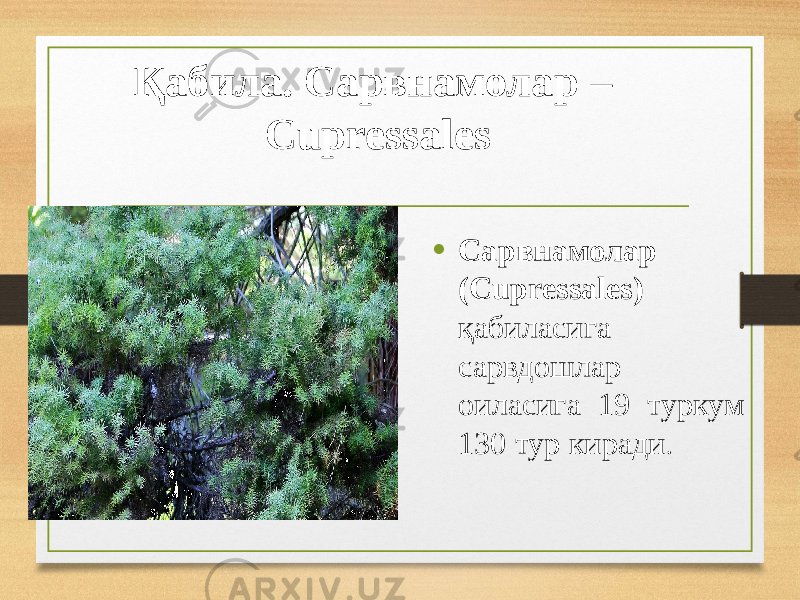 Қабила. Сарвнамолар – Cupressales • Сарвнамолар (Cupressales) қабиласига сарвдошлар оиласига 19 туркум 130 тур киради . 