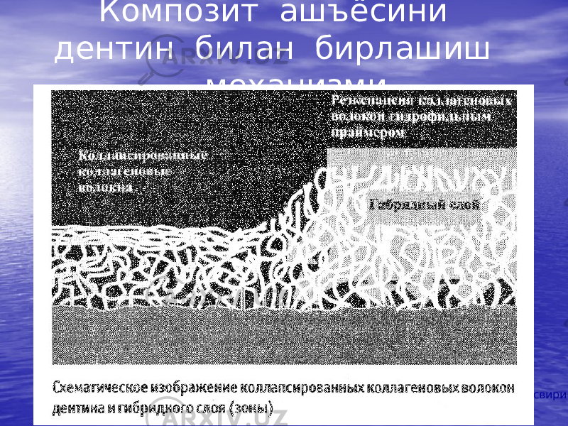  Композит ашъёсини дентин билан бирлашиш механизми Коллаген толалар коллапси Гидрофил праймер ёрдамида коллаген толалар билан тўйинтирилиши Гибрид қават Дентиннинг коллапсланган коллаген толалари ва гибрид қаватнинг схематик тасвири 