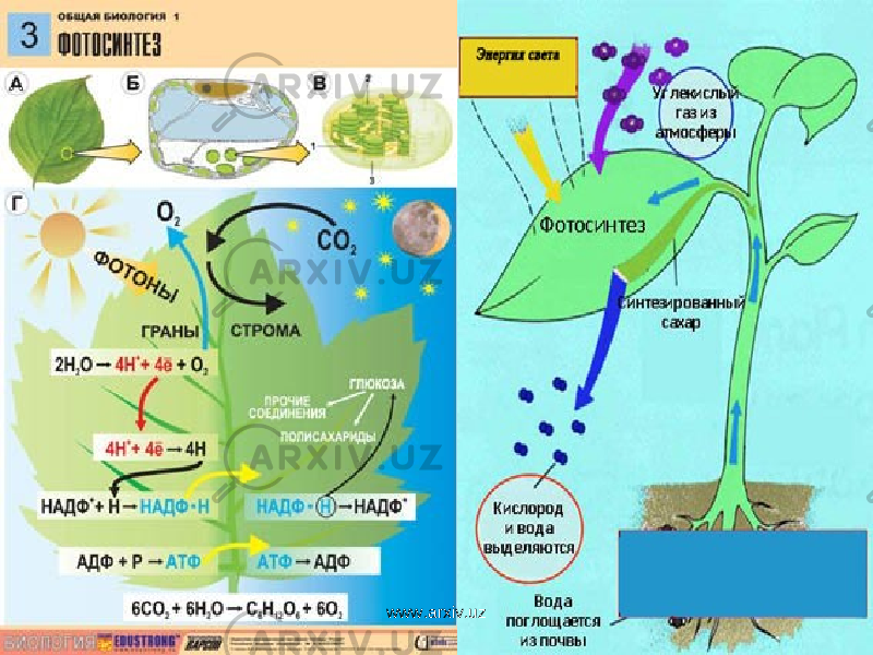 Схема процесса фотосинтеза рисунок. Схема фотосинтеза 9 класс биология. Схема фотосинтеза 6. Схема фотосинтеза ЕГЭ биология. Схема фотосинтеза 6 класс биология.