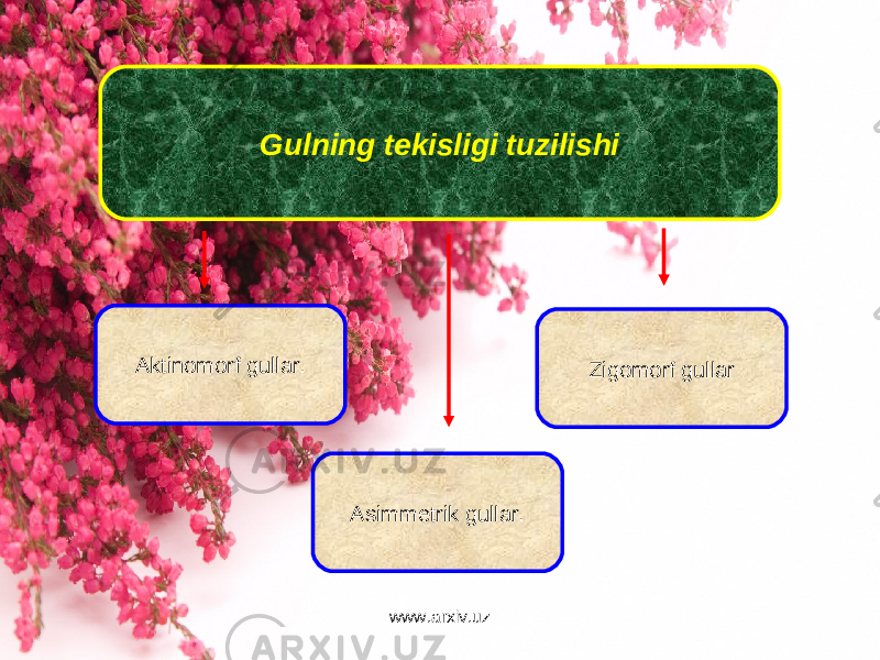 Gulning tekisligi tuzilishi Zigomorf gullar Asimmetrik gullar. Aktinomorf gullar. www.arxiv.uz 
