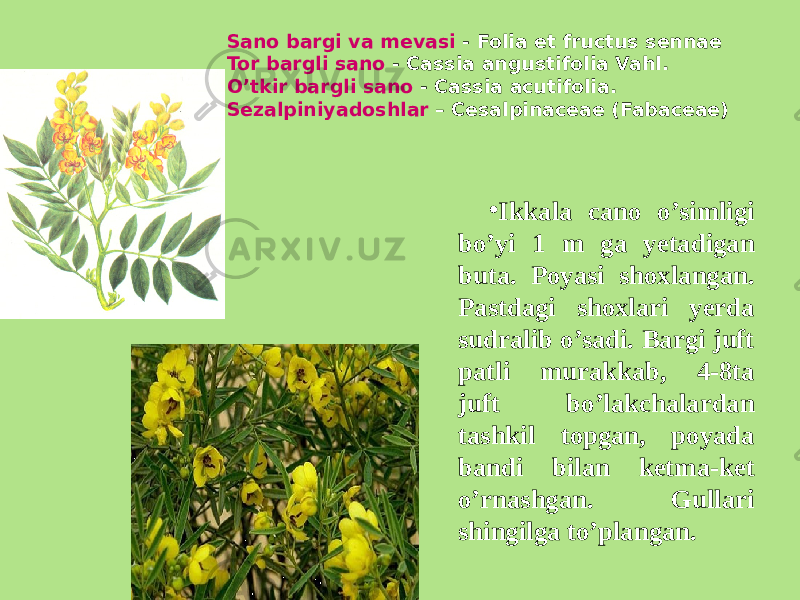 Sano bargi va mеvasi - Folia et fructus sennae Tor bargli sano - Cassia angustifolia Vahl. O’tkir bargli sano - Cassia acutifolia. Sеzalpiniyadoshlar – Cesalpinaceae (Fabaceae) • Ikkala cano o’simligi bo’yi 1 m ga yеtadigan buta. Poyasi shoxlangan. Pastdagi shoxlari yеrda sudralib o’sadi. Bargi juft patli murakkab, 4-8ta juft bo’lakchalardan tashkil topgan, poyada bandi bilan kеtma-kеt o’rnashgan. Gullari shingilga to’plangan. 