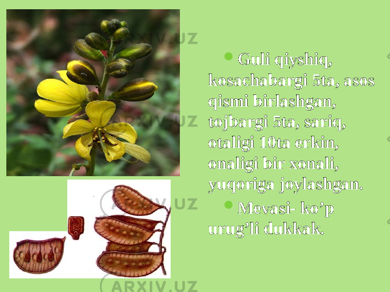  Guli qiyshiq, kosachabargi 5ta, asos qismi birlashgan, tojbargi 5ta, sariq, otaligi 10ta erkin, onaligi bir xonali, yuqoriga joylashgan.  Mеvasi- ko’p urug’li dukkak. 