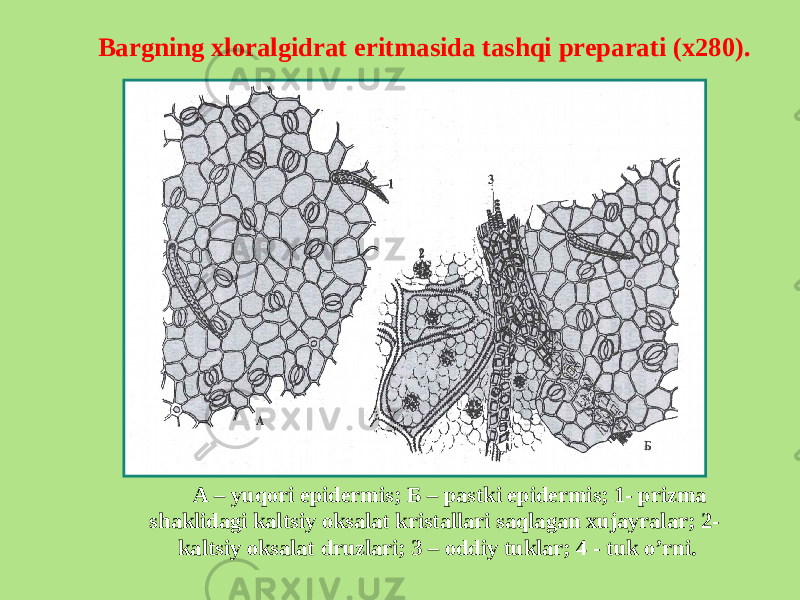 А – yuqori epidermis; Б – pastki epidermis; 1- prizma shaklidagi kaltsiy oksalat kristallari saqlagan xujayralar; 2- kaltsiy oksalat druzlari; 3 – oddiy tuklar; 4 - tuk o’rni.Bargning xloralgidrat eritmasida tashqi preparati (х280). 