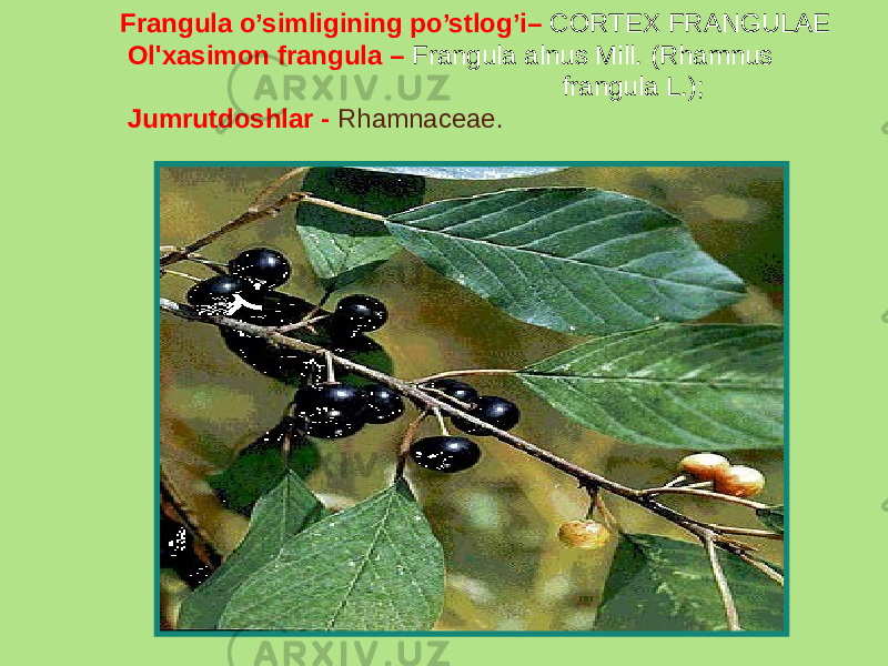 Frangula o’simligining po’stlog’i– CORTEX FRANGULAE Ol&#39;xasimon frangula – Frangula alnus Mill. (Rhamnus frangula L.); Jumrutdoshlar - Rhamnaceae. 