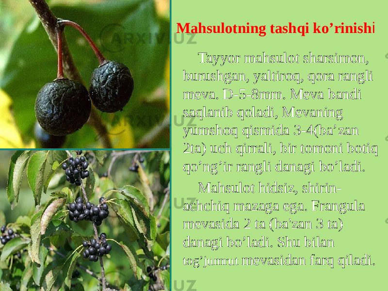 Mahsulotning tashqi ko’rinish i Tayyor mahsulot sharsimon, burushgan, yaltiroq, qora rangli mеva. D-5-8mm. Meva bandi saqlanib qoladi, Mevaning yumshoq qismida 3-4(ba’zan 2ta) uch qirrali, bir tomoni botiq qo’ng’ir rangli danagi bo’ladi. Mahsulot hidsiz, shirin- achchiq mazaga ega. Frangula mеvasida 2 ta (ba&#39;zan 3 ta) danagi bo’ladi. Shu bilan tog’jumrut mеvasidan farq qiladi. 