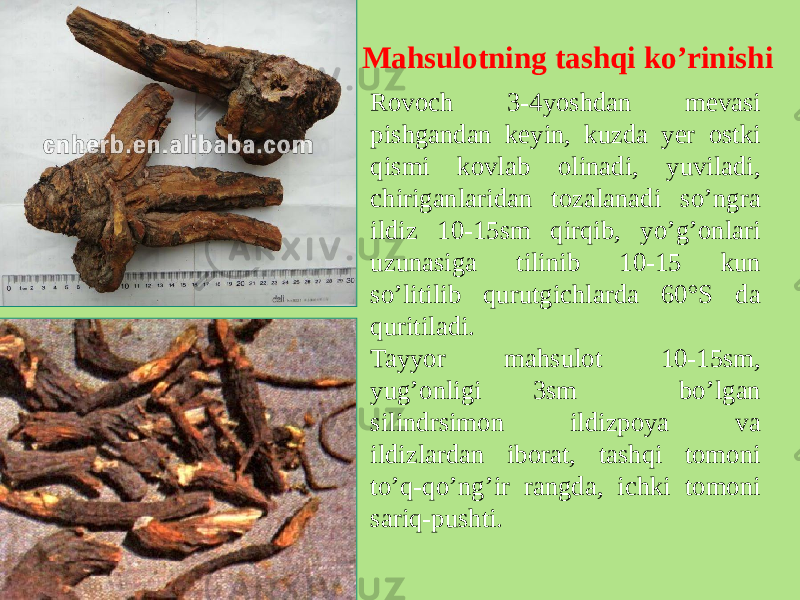 Mahsulotning tashqi ko’rinishi Rovoch 3-4yoshdan mеvasi pishgandan kеyin, kuzda yеr ostki qismi kovlab olinadi, yuviladi, chiriganlaridan tozalanadi so’ngra ildiz 10-15sm qirqib, yo’g’onlari uzunasiga tilinib 10-15 kun so’litilib qurutgichlarda 60°S da quritiladi. Tayyor mahsulot 10-15sm, yug’onligi 3sm bo’lgan silindrsimon ildizpoya va ildizlardan iborat, tashqi tomoni to’q-qo’ng’ir rangda, ichki tomoni sariq-pushti. 