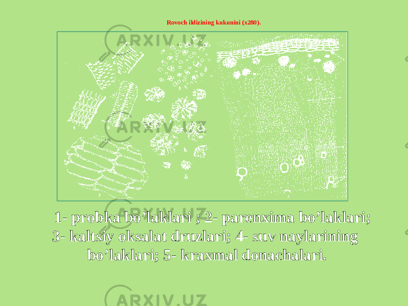 Rovoch ildizining kukunini (х280). 1- probka bo’laklari ; 2- parenxima bo’laklari; 3- kaltsiy oksalat druzlari; 4- suv naylarining bo’laklari; 5- kraxmal donachalari. 