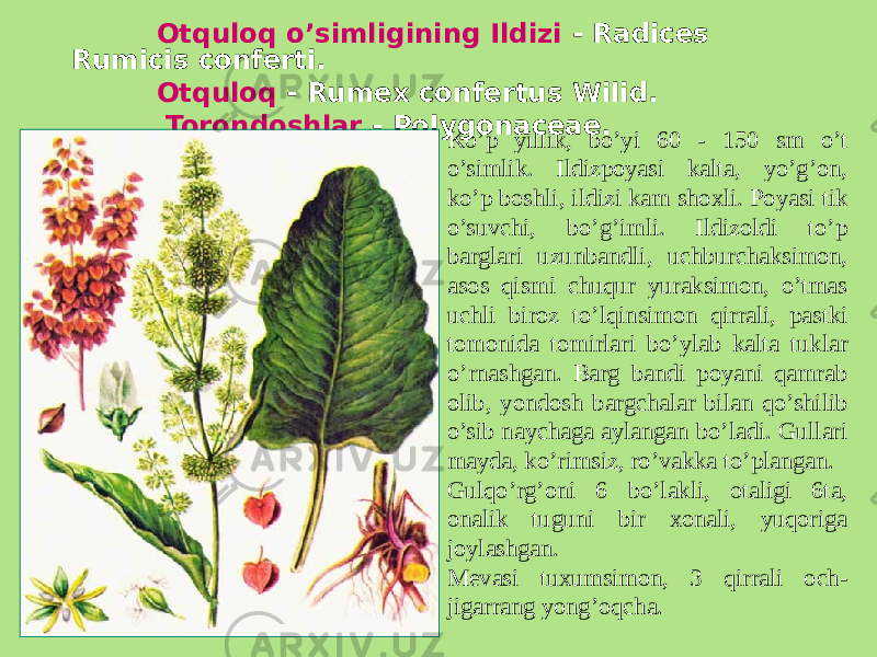  Otquloq o’simligining Ildizi - Radices Rumicis conferti. Otquloq - Rumex confertus Wilid. Torondoshlar - Polygonaceae. Ko’p yillik, bo’yi 60 - 150 sm o’t o’simlik. Ildizpoyasi kalta, yo’g’on, ko’p boshli, ildizi kam shoxli. Poyasi tik o’suvchi, bo’g’imli. Ildizoldi to’p barglari uzunbandli, uchburchaksimon, asos qismi chuqur yuraksimon, o’tmas uchli biroz to’lqinsimon qirrali, pastki tomonida tomirlari bo’ylab kalta tuklar o’rnashgan. Barg bandi poyani qamrab olib, yondosh bargchalar bilan qo’shilib o’sib naychaga aylangan bo’ladi. Gullari mayda, ko’rimsiz, ro’vakka to’plangan. Gulqo’rg’oni 6 bo’lakli, otaligi 6ta, onalik tuguni bir xonali, yuqoriga joylashgan. Mеvasi tuxumsimon, 3 qirrali och- jigarrang yong’oqcha. 