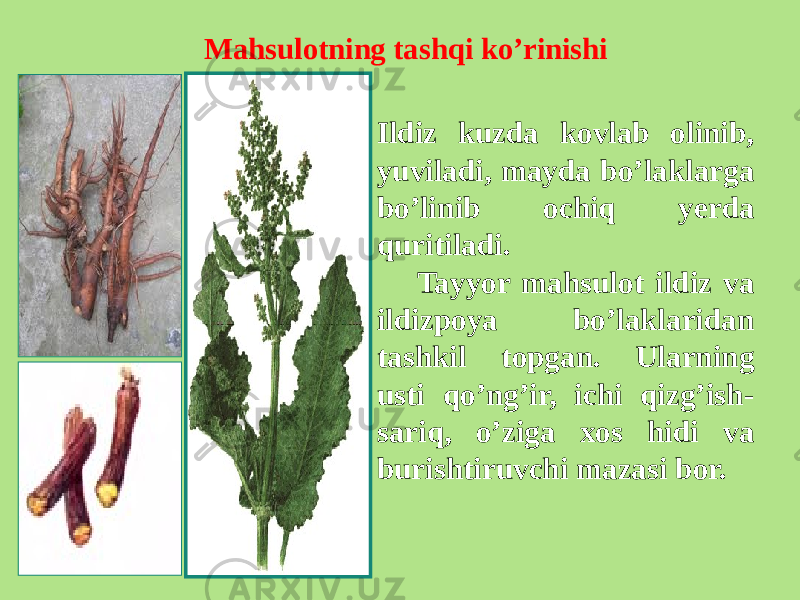 Mahsulotning tashqi ko’rinishi Ildiz kuzda kovlab olinib, yuviladi, mayda bo’laklarga bo’linib ochiq yеrda quritiladi. Tayyor mahsulot ildiz va ildizpoya bo’laklaridan tashkil topgan. Ularning usti qo’ng’ir, ichi qizg’ish- sariq, o’ziga xos hidi va burishtiruvchi mazasi bor. 