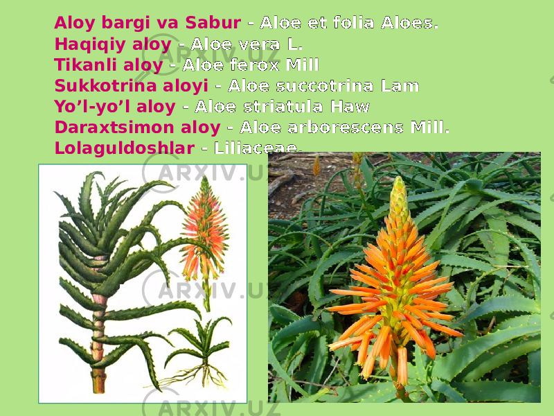 Aloy bargi va Sabur - Aloe et folia Aloes. Haqiqiy aloy - Aloe vera L. Tikanli aloy - Aloe ferox Mill Sukkotrina aloyi - Aloe succotrina Lam Yo’l-yo’l aloy - Aloe striatula Haw Daraxtsimon aloy - Aloe arborescens Mill. Lolaguldoshlar - Liliaceae. 