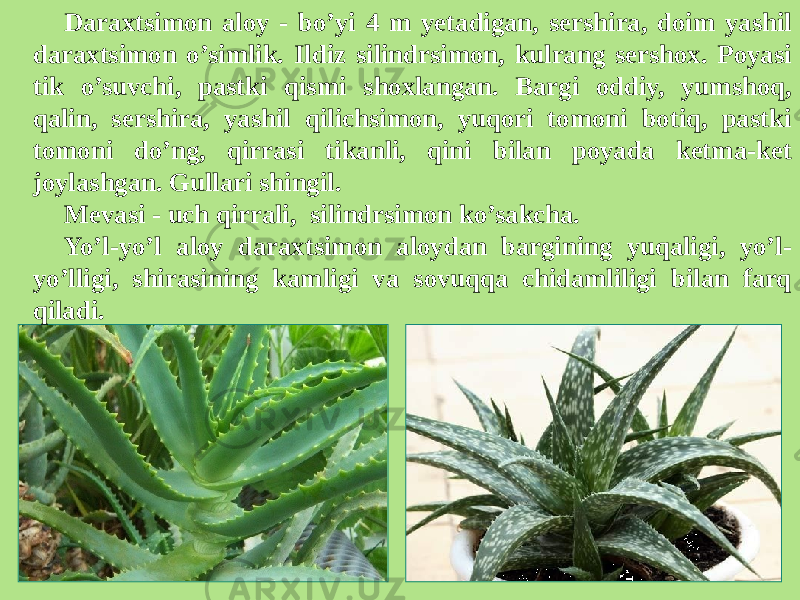 Daraxtsimon aloy - bo’yi 4 m yеtadigan, sеrshira, doim yashil daraxtsimon o’simlik. Ildiz silindrsimon, kulrang sеrshox. Poyasi tik o’suvchi, pastki qismi shoxlangan. Bargi oddiy, yumshoq, qalin, sеrshira, yashil qilichsimon, yuqori tomoni botiq, pastki tomoni do’ng, qirrasi tikanli, qini bilan poyada kеtma-kеt joylashgan. Gullari shingil. Mеvasi - uch qirrali, silindrsimon ko’sakcha. Yo’l-yo’l aloy daraxtsimon aloydan bargining yuqaligi, yo’l- yo’lligi, shirasining kamligi va sovuqqa chidamliligi bilan farq qiladi. 