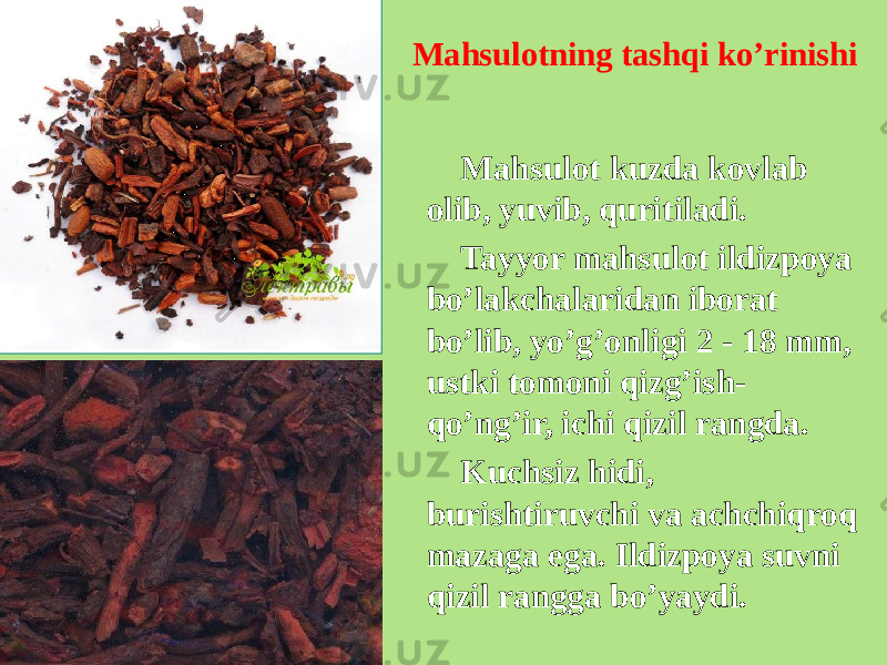 Mahsulotning tashqi ko’rinishi Mahsulot kuzda kovlab olib, yuvib, quritiladi. Tayyor mahsulot ildizpoya bo’lakchalaridan iborat bo’lib, yo’g’onligi 2 - 18 mm, ustki tomoni qizg’ish- qo’ng’ir, ichi qizil rangda. Kuchsiz hidi, burishtiruvchi va achchiqroq mazaga ega. Ildizpoya suvni qizil rangga bo’yaydi. 