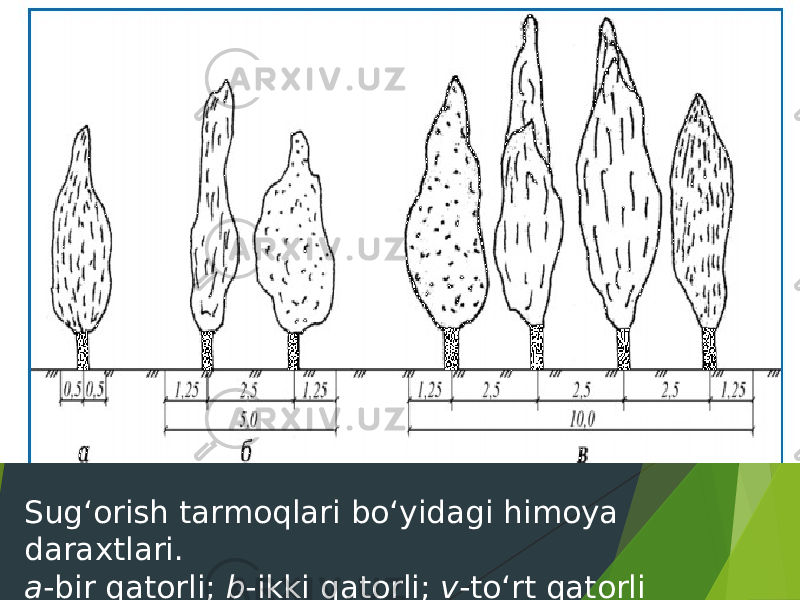 Sug‘orish tarmoqlari bo‘yidagi himoya daraxtlari. a -bir qatorli; b -ikki qatorli; v -to‘rt qatorli (o‘lchamlar metrda) 