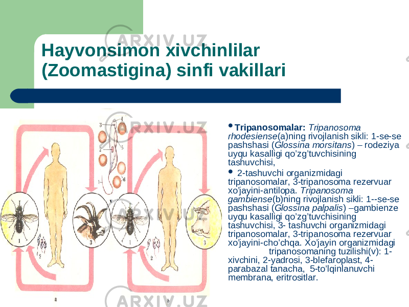 Hаyvоnsimоn хivchinlilаr (Zoomastigina) sinfi vakillari  Tripanosomalar: Tripanosoma rhodesiense (a)ning rivojlanish sikli: 1-se-se pashshasi ( Glossina morsitans ) – rodeziya uyqu kasalligi qo’zg’tuvchisining tashuvchisi,  2-tashuvchi organizmidagi tripanosomalar, 3-tripanosoma rezervuar xo’jayini-antilopa. Tripanosoma gambiense (b)ning rivojlanish sikli: 1--se-se pashshasi ( Glossina palpalis ) –gambienze uyqu kasalligi qo’zg’tuvchisining tashuvchisi, 3- tashuvchi organizmidagi tripanosomalar, 3-tripanosoma rezervuar xo’jayini-cho’chqa. Xo’jayin organizmidagi tripanosomaning tuzilishi(v): 1- xivchini, 2-yadrosi, 3-blefaroplast, 4- parabazal tanacha, 5-to’lqinlanuvchi membrana, eritrositlar. 