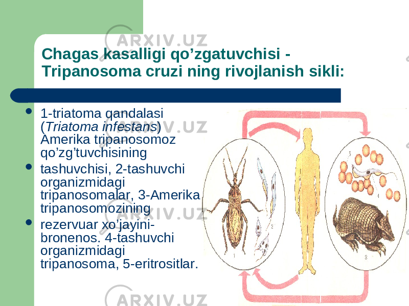 Chagas kasalligi qo’zgatuvchisi - Tripanosoma cruzi ning rivojlanish sikli:  1-triatoma qandalasi ( Triatoma infestans ) Amerika tripanosomoz qo’zg’tuvchisining  tashuvchisi, 2-tashuvchi organizmidagi tripanosomalar, 3-Amerika tripanosomozining  rezervuar xo’jayini- bronenos. 4-tashuvchi organizmidagi tripanosoma, 5-eritrositlar. 