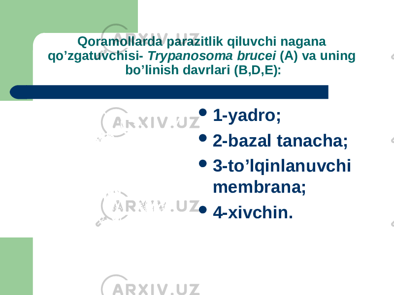Qoramollarda parazitlik qiluvchi nagana qo’zgatuvchisi- Trypanosoma brucei (A) va uning bo’linish davrlari (B,D,E):  1-yadro;  2-bazal tanacha;  3-to’lqinlanuvchi membrana;  4-xivchin. 