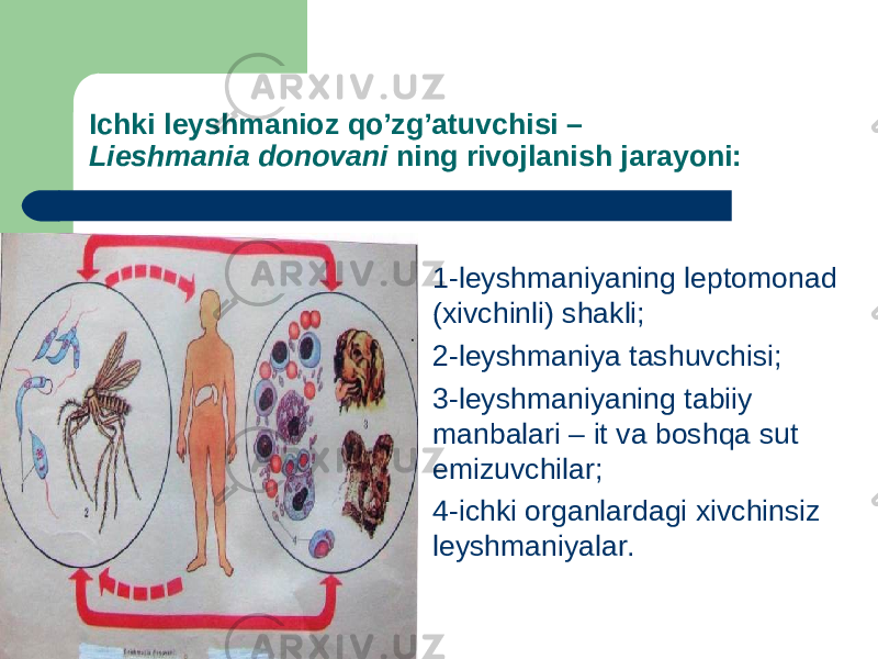 Ichki leyshmanioz qo’zg’atuvchisi – Lieshmania donovani ning rivojlanish jarayoni:  1-leyshmaniyaning leptomonad (xivchinli) shakli;  2-leyshmaniya tashuvchisi;  3-leyshmaniyaning tabiiy manbalari – it va boshqa sut emizuvchilar;  4-ichki organlardagi xivchinsiz leyshmaniyalar. 