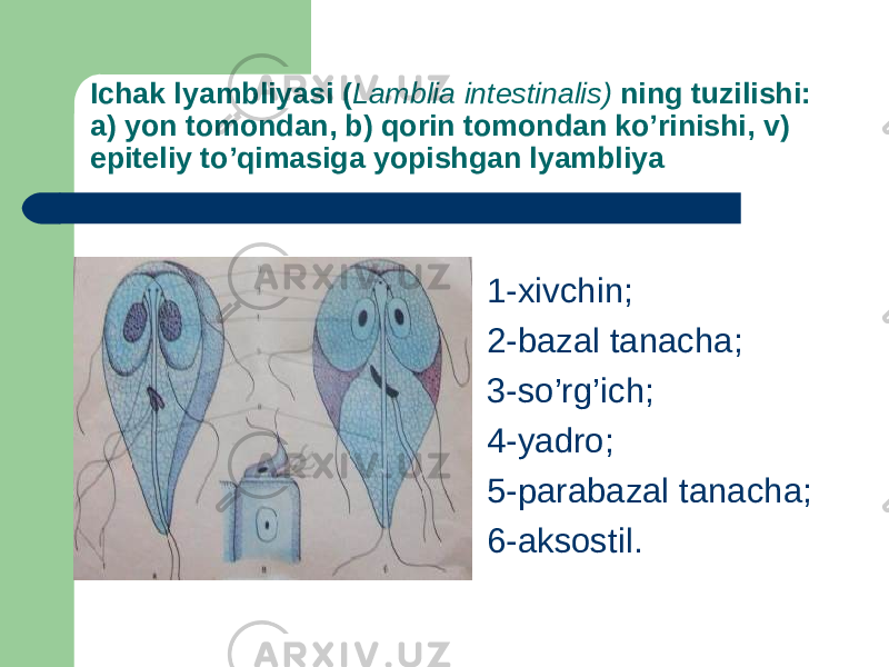 Ichak lyambliyasi ( Lamblia intestinalis) ning tuzilishi: a) yon tomondan, b) qorin tomondan ko’rinishi, v) epiteliy to’qimasiga yopishgan lyambliya  1-xivchin;  2-bazal tanacha;  3-so’rg’ich;  4-yadro;  5-parabazal tanacha;  6-aksostil. 
