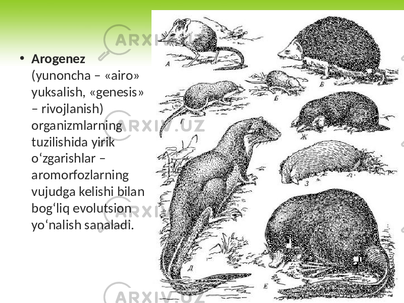 • Arogenez (yunoncha – «airo» yuksalish, «genesis» – rivojlanish) organizmlarning tuzilishida yirik o‘zgarishlar – aromorfozlarning vujudga kelishi bilan bog‘liq evolutsion yo‘nalish sanaladi. 