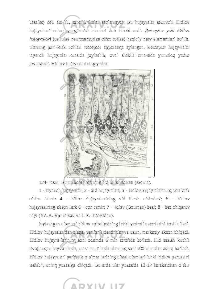 basales) deb ata-lib, tonofibrillalar saqlamaydi. Bu hujayralar sezuvchi Hidlov hujayralari uchun yangilanish manbai deb hisoblanadi. Retceptor yoki hidlov hujayralari (cellulae neurosensoriae olfac toriae) haqiqiy nerv elementlari bo’lib, ularning peri-ferik uchlari retceptor apparatiga aylangan. Retceptor hujay-ralar tayanch hujayralar orasida joylashib, oval shaklli tana-sida yumaloq yadro joylashadi. Hidlov hujayralarining yadro 124- rasm. Burun bo’shlig’ining hid bilish sohasi (sxema). 1 - tayanch hujayralar; 2 - xid hujayralari; 3 - hidlov xujayralarining periferik o’sim. talari: 4 - hillon ^ujayralarining <id ii.nsh o’simtasi; 5 - hidlov hujayrasining akson-lark 6 - qon tsmir; 7 - -idlev (Bouman) bezi; 8 - bez chiqaruv nayi (YA.A. Vpnni kov va L K. Titovadan). joylashgan qismlari hidlov epiteliysining ichki yadroli qatorlarini hosil qiladi. Hidlov hujayralaridan qisqa, periferik dendritlar va uzun, markaziy akson chiqadi. Hidlov hujayra-larining soni odamda 6 mln atrofida bo’ladi. Hid sezish kuchli rivojlangan hayvonlarda, masalan, itlarda ularning soni 200 mln dan oshiq bo’ladi. Hidlov hujayralari periferik o’simta-larining distal qismlari ichki hidlov pardasini teshib&#34;, uning yuzasiga chiqadi. Bu erda ular yuzasida 10-12 harakatchan o’tkir 