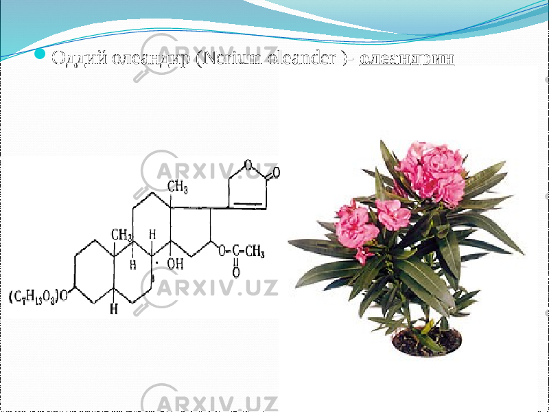  Оддий олеандир (Nerium оleander )- олеандрин 
