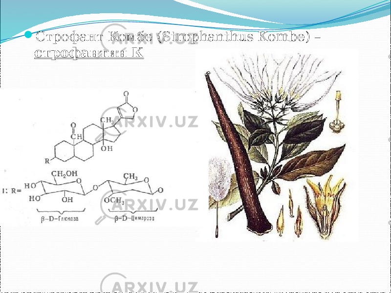  Строфант Комбе (Strophanthus Коmbe) – строфантин К 