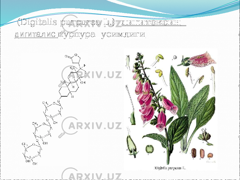  (Digitalis purpurea L.)- дигитоксин дигиталис пурпура усимлиги 