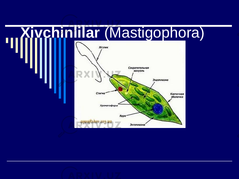 Xivchinlilar (Mastigophora) 