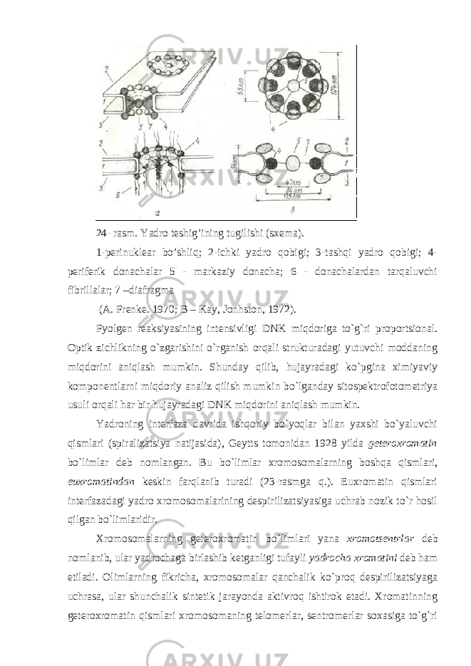 24- rasm. Yadro teshig’ining tugilishi (sxema). 1-perinuklear bo’shliq; 2-ichki yadro qobigi; 3-tashqi yadro qobigi; 4- periferik donachalar 5 - markaziy donacha; 6 - donachalardan tarqaluvchi fibrillalar; 7 –diafragma (A. Frenke. 1970; B – Kay, Jonhston, 1972). Fyolgen reaksiyasining intensivligi DNK miqdoriga to`g`ri proportsional. Optik zichlikning o`zgarishini o`rganish orqali strukturadagi yutuvchi moddaning miqdorini aniqlash mumkin. Shunday qilib, hujayradagi ko`pgina ximiyaviy komponentlarni miqdoriy analiz qilish mumkin bo`lganday sitospektrofotometriya usuli orqali har bir hujayradagi DNK miqdorini aniqlash mumkin. Yadroning interfaza davrida ishqoriy bo`yoqlar bilan yaxshi bo`yaluvchi qismlari (spiralizatsiya natijasida), Geytts tomonidan 1928 yilda geteroxromatin bo`limlar deb nomlangan. Bu bo`limlar xromosomalarning boshqa qismlari, euxromatindan keskin farqlanib turadi (23-rasmga q.). Euxromatin qismlari interfazadagi yadro xromosomalarining despirilizatsiyasiga uchrab nozik to`r hosil qilgan bo`limlaridir. Xromosomalarning geteroxromatin bo`limlari yana xromotsentrlar deb nomlanib, ular yadrochaga birlashib ketganligi tufayli yadrocha xromatini deb ham etiladi. Olimlarning fikricha, xromosomalar qanchalik ko`proq despirilizatsiyaga uchrasa, ular shunchalik sintetik jarayonda aktivroq ishtirok etadi. Xromatinning geteroxromatin qismlari xromosomaning telomerlar, sentromerlar soxasiga to`g`ri 