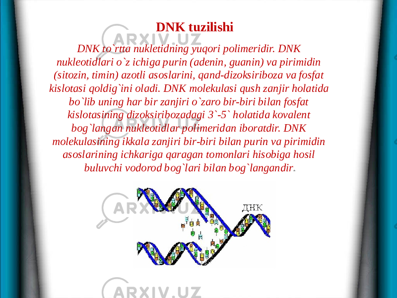 DNK tuzilishi DNK to`rtta nukletidning yuqori polimeridir. DNK nukleotidlari o`z ichiga purin (adenin, guanin) va pirimidin (sitozin, timin) azotli asoslarini, qand-dizoksiriboza va fosfat kislotasi qoldig`ini oladi. DNK molekulasi qush zanjir holatida bo`lib uning har bir zanjiri o`zaro bir-biri bilan fosfat kislotasining dizoksiribozadagi 3`-5` holatida kovalent bog`langan nukleotidlar polimeridan iboratdir. DNK molekulasining ikkala zanjiri bir-biri bilan purin va pirimidin asoslarining ichkariga qaragan tomonlari hisobiga hosil buluvchi vodorod bog`lari bilan bog`langandir . 
