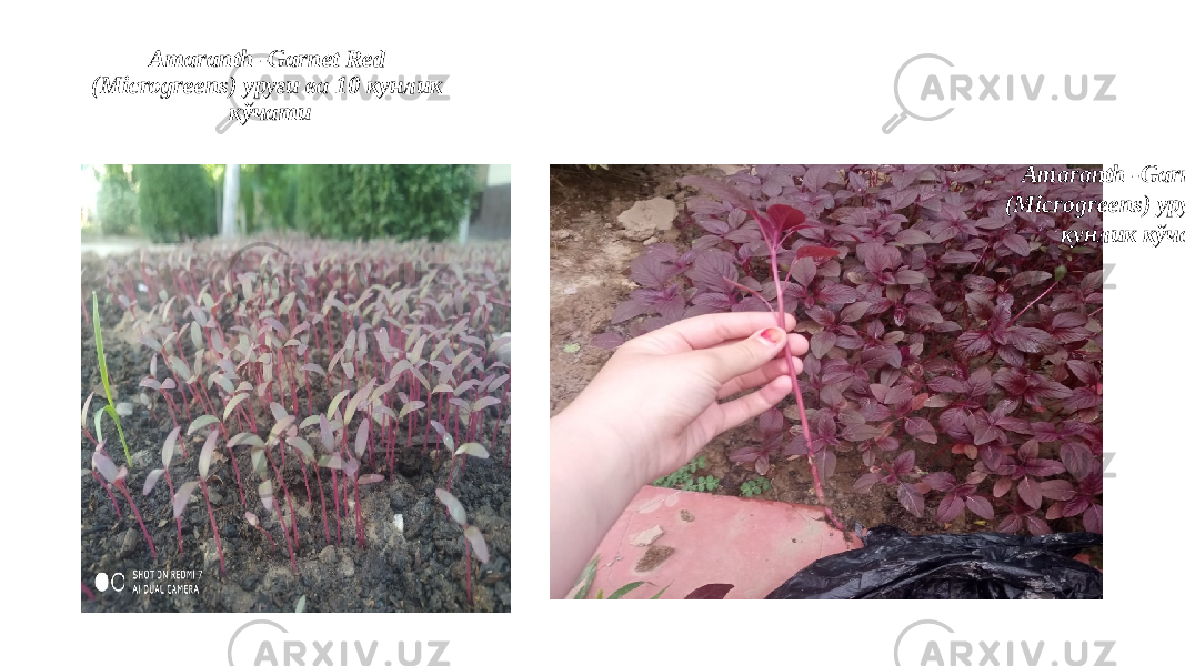 Amaranth -Garnet Red (Microgreens) уруғи ва 10 кунлик кўчати Amaranth -Garnet Red (Microgreens) уруғи ва 30 кунлик кўчати 