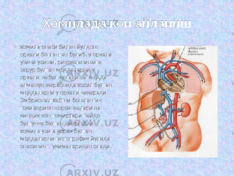 Хомилада кон айланиш • хомила онаси билан йулдош оркали богланган булиб, у оркали узини усиши, ривожланишига зарур булган моддаларни у оркали кабул килади ва модда алмашув жараёнида хосил булган моддаларни у оркали чикаради. Эмбрионал хаётни бошлангич токи хорион ворсинкалари ва киндик кон томирлари пайдо булгунча булган даврларда хомила узига керак булган моддаларни гистотрофик йулида онасининг тукималаридан олади. 