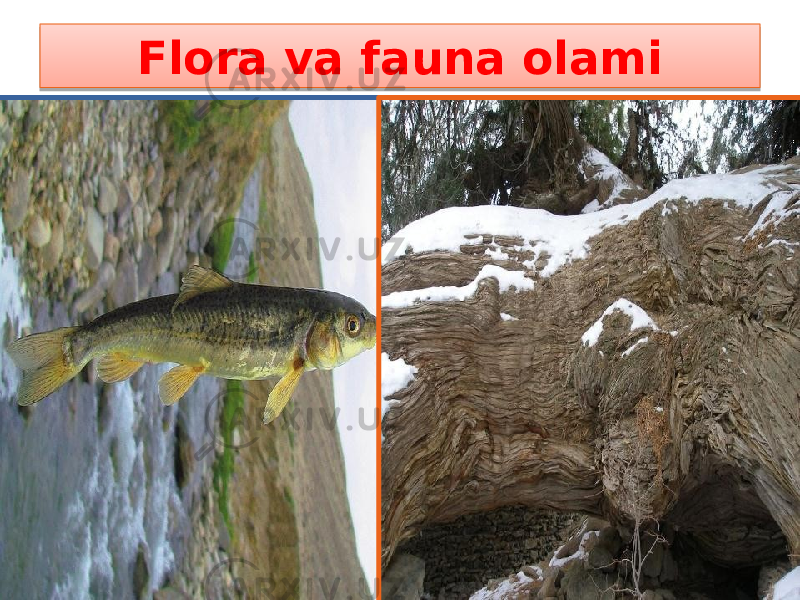 Flora va fauna olami 1E 