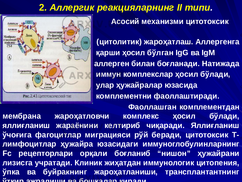 2 . Аллергик реакцияларнинг II типи . Асосий механизми цитотоксик (цитолитик) жароҳатлаш. Аллергенга қарши ҳосил бўлган IgG ва IgM аллерген билан боғланади. Натижада иммун комплекслар ҳосил бўлади, улар ҳужайралар юзасида комплементни фаоллаштиради. Фаоллашган комплементдан мембрана жароҳатловчи комплекс ҳосил бўлади, яллиғланиш жараёнини келтириб чиқаради. Яллиғланиш ўчоғига фагоцитлар миграцияси рўй беради, цитотоксик Т- лимфоцитлар ҳужайра юзасидаги иммуноглобулинларнинг Fc рецепторлари орқали боғланиб “нишон” ҳужайрани лизисга учратади. Клиник жиҳатдан иммунологик цитопения, ўпка ва буйракнинг жароҳатланиши, трансплантантнинг ўткир ажралиши ва бошқалар киради. 