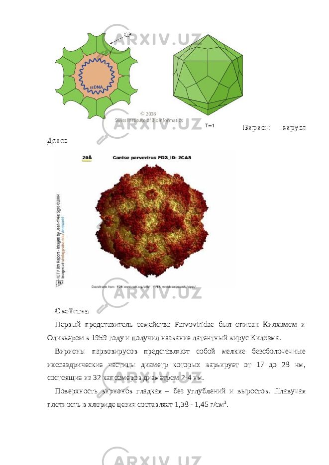 Вирион вируса Денсо Свойства Первый представитель семейства Parvoviridae был описан Килхэмом и Оливьером в 1959 году и получил название латентный вирус Килхэма. Вирионы парвовирусов представляют собой мелкие безоболочечные икосаэдрические частицы диаметр которых варьирует от 17 до 28 нм, состоящие из 32 капсомеров диаметром 2-4 нм. Поверхность вирионов гладкая – без углублений и выростов. Плавучая плотность в хлориде цезия составляет 1,38 - 1,45 г/см 3 . 