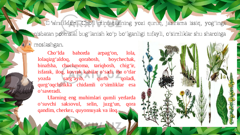 5O‘simliklari. Cho‘l mintaqasining yozi quruq, jazirama issiq, yog‘inga nisbatan potensial bug‘lanish ko‘p bo‘lganligi tufayli, o‘simliklar shu sharoitga moslashgan. Cho‘lda bahorda arpag‘on, lola, lolaqizg‘aldoq, qorabosh, boychechak, binafsha, chuchmoma, tariqbosh, chig‘ir, isfarak, iloq, kovrak kabilar o‘sadi. Bu o‘tlar yozda sarg‘ayib, qurib qoladi, qurg‘oqchilikka chidamli o‘simliklar esa o‘saveradi. Ularning eng muhimlari qumli yerlarda o‘suvchi saksovul, selin, juzg‘un, qora qandim, cherkez, quyonsuyak va iloq. 