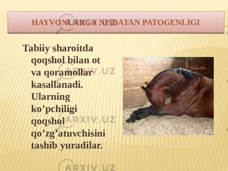 HAYVONLARGA NISBATAN PATOGENLIGI Tabiiy sharoitda qoqshol bilan ot va qoramollar kasallanadi. Ularning koʼpchiligi qoqshol qoʼzgʼatuvchisini tashib yuradilar.2A 