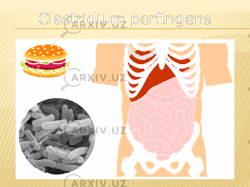 Clastridium perfingens 